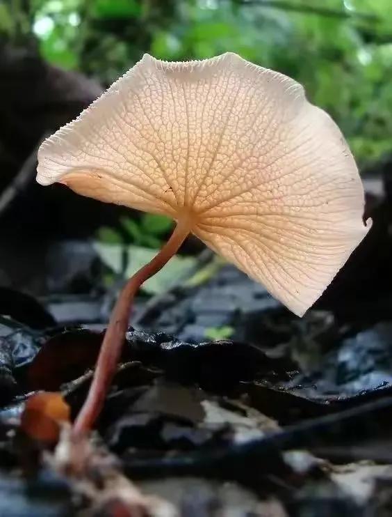 世界上最奇怪的几种蘑菇，21种世界上最奇特的蘑菇