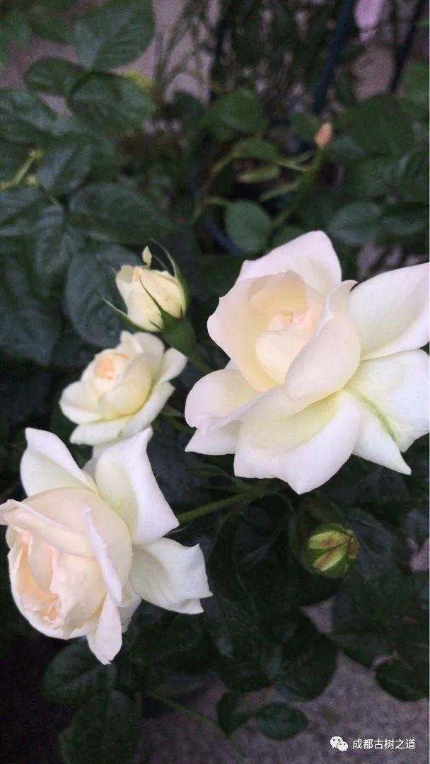 月季移栽最佳时间，月季几月份移栽最好（换一盆爆一盆）