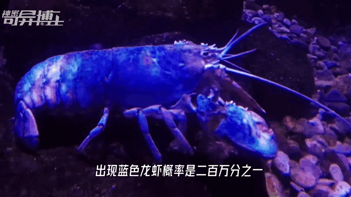 十种极为罕见的白化动物，20只罕见的白化动物