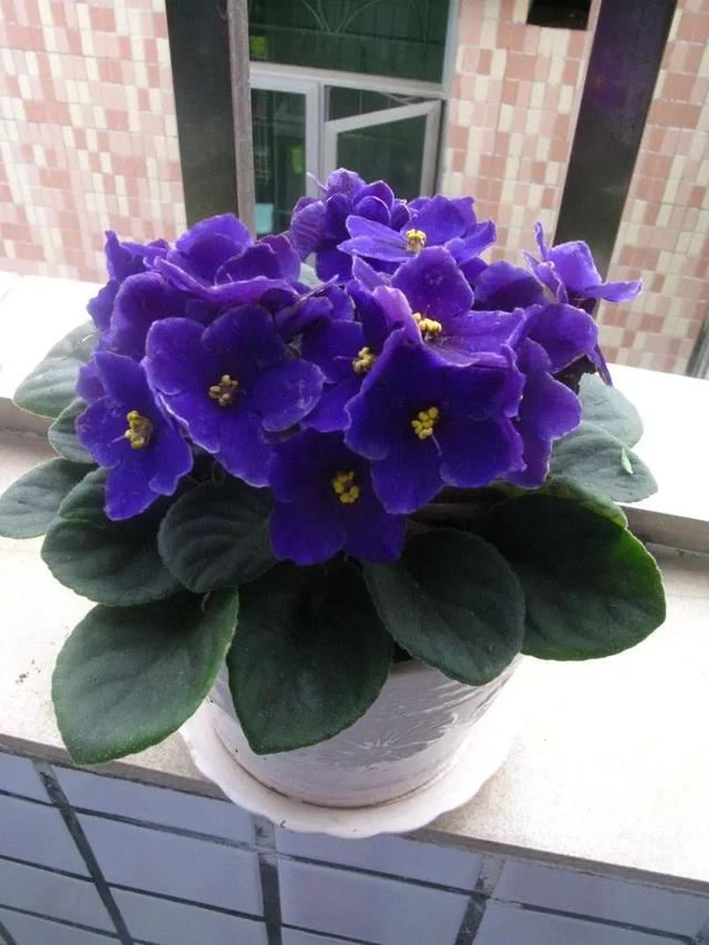 什么花好看又好养，开花好看又好养的花卉（种一盆好看又好养）