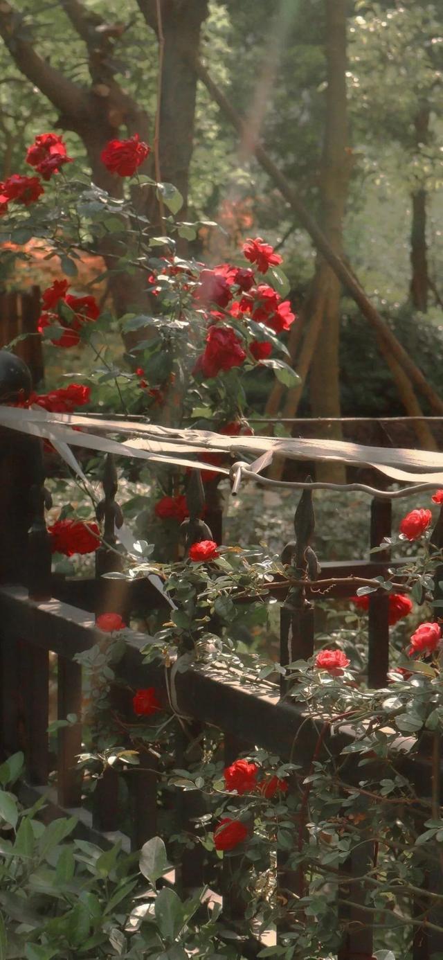 关于玫瑰的文案，玫瑰的唯美文案（有关玫瑰高级又浪漫的文案）