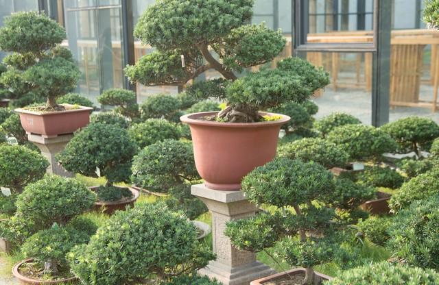 2米高罗汉松价格多少，2米高罗汉松价目表