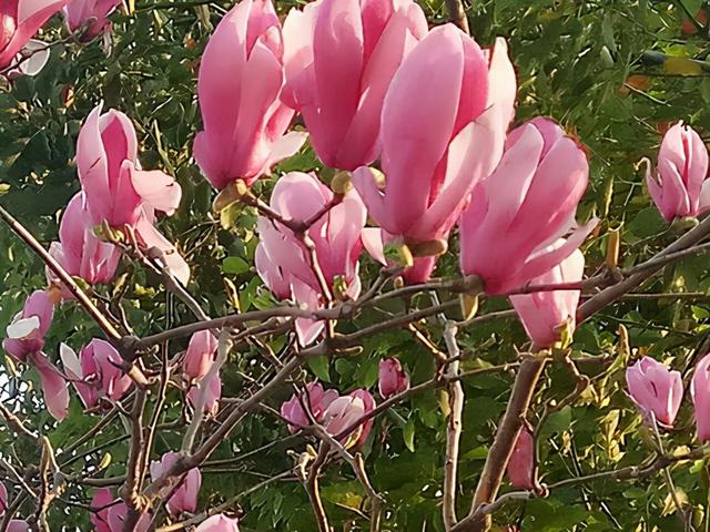 房前镇宅风水树，吉树进吉宅富贵自然来