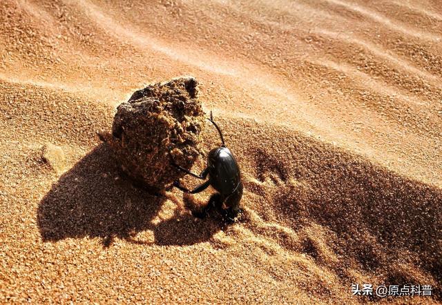 盘点童年玩过的十种昆虫，童年玩过的10种昆虫