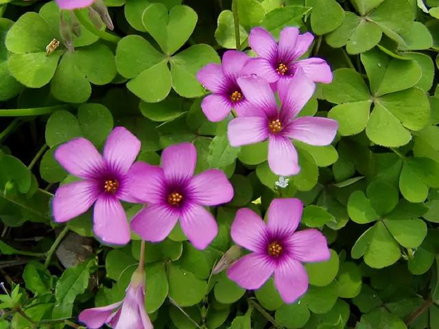 花卉图片及名称大全，常见绿植花卉及名称大全（100种常见花图鉴）