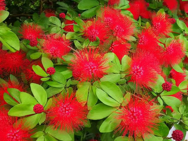 奇花异草160种，25种奇花异草第1集