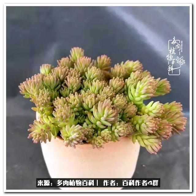 好养的容易上色的景天科多肉，景天科常见多肉图鉴不完全版D系列