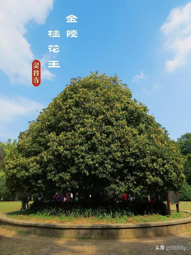 南京初秋7个赏桂花打卡地，南京赏桂花