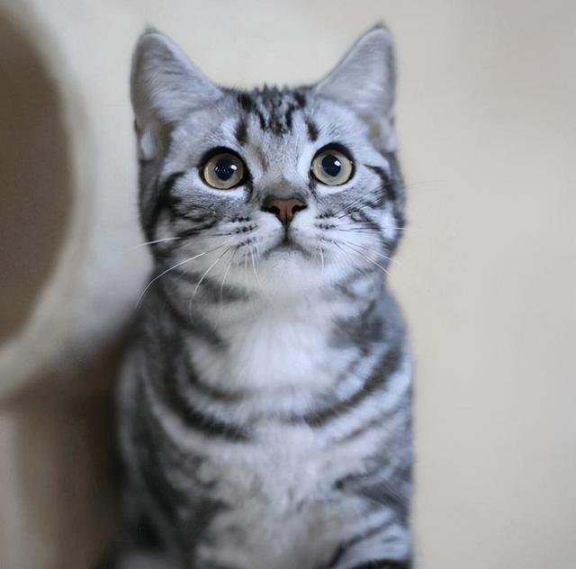 什么猫最温顺且掉毛不多，的4种猫，不易生气，也不记仇