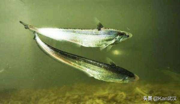 长江最常见的鱼有哪几种，长江里的这些宝贝鱼