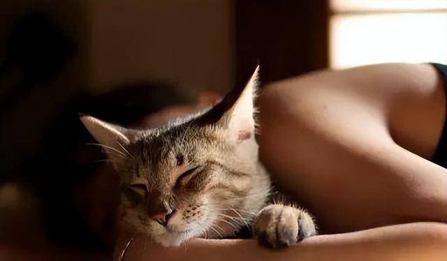 猫咪睡觉有好处吗，和猫睡觉竟有这5点好处