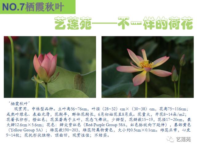 名贵荷花十大品种，最大的荷花品种排行榜