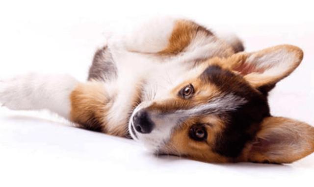 狗狗长了耳螨如何彻底治疗，狗狗耳螨顽固怎么办