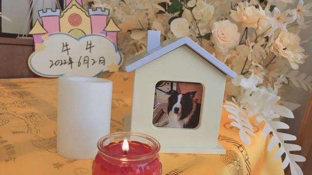 边牧和串串的狗哪个好养，毛毛宠城堡新宠