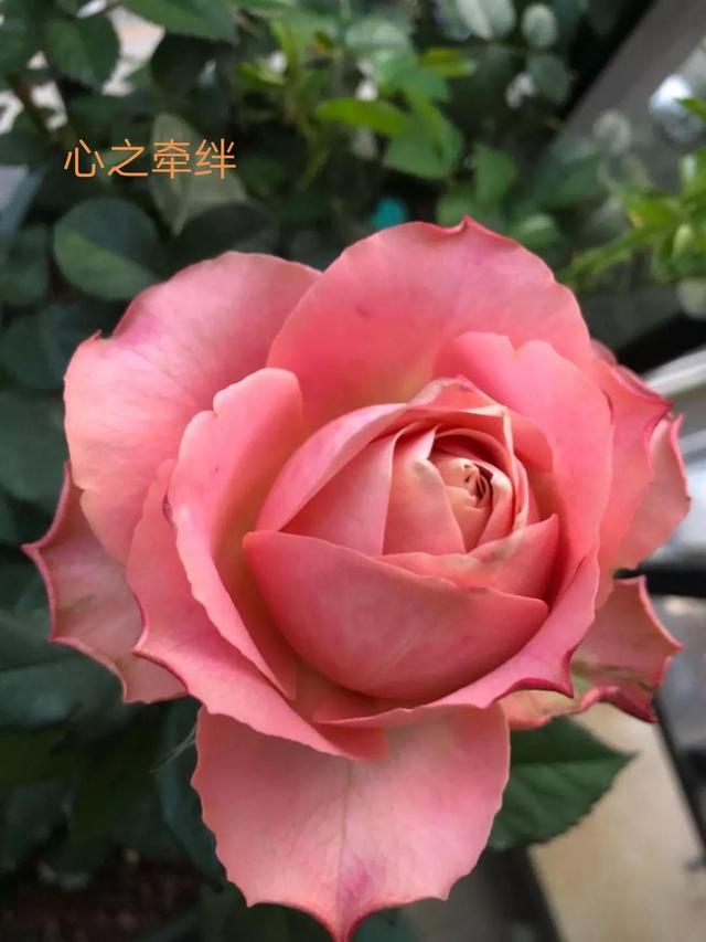 切花月季哪几个品种比较好，常见切花月季一览