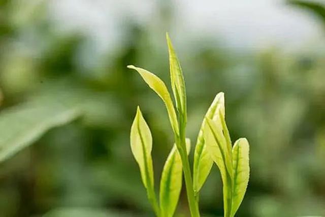 安吉白茶怎么样，安吉白茶一般是什么样的（安吉白茶口感特点）