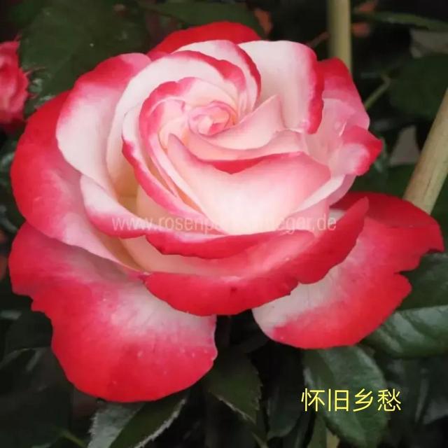 切花月季哪几个品种比较好，常见切花月季一览