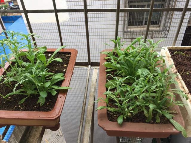 适合阳台种的蔬菜都有哪些，实用分享30款适合阳台种植的蔬菜