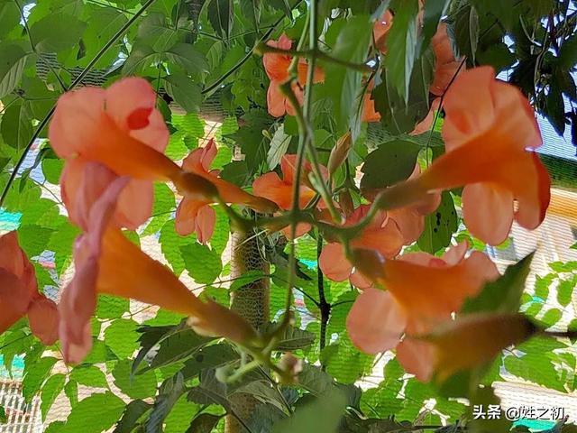 糖尿病吃经苕(糖尿病人吃红薯的功效与作用)