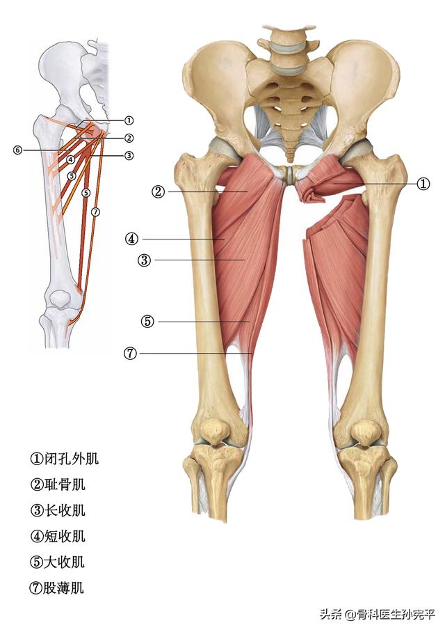 腿部肌肉解剖断面立体结构图，最全面的下肢肌肉解剖图谱