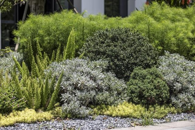 2米高罗汉松价格多少，2米高罗汉松价目表