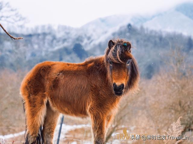 泸沽湖里格岛住宿推荐，位于川西的小瑞士