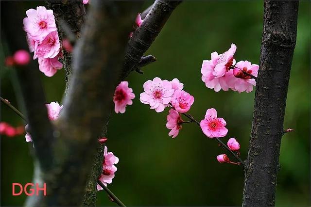 有关桃花的资料，关于桃花的文化
