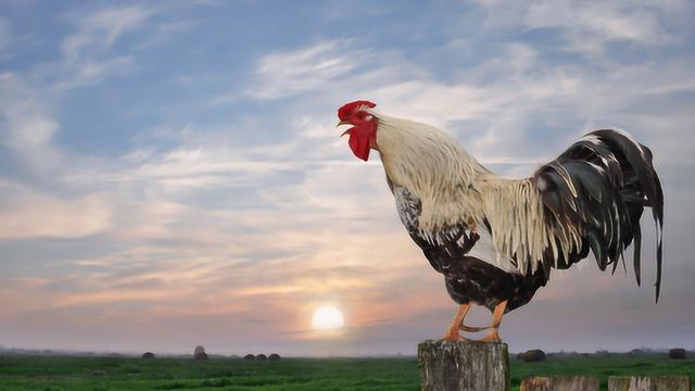 公鸡是天生就会早上打鸣的吗，公鸡为何晨时打鸣