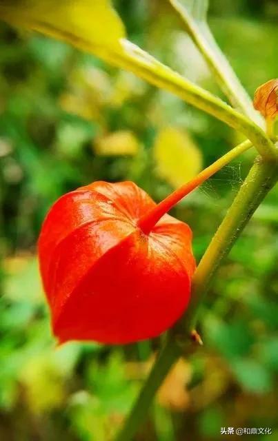 红楼梦林黛玉葬花的原因，刘姥姥揭开林黛玉死因