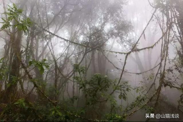 农村夜晚的虫鸣是什么虫，故乡虫鸣