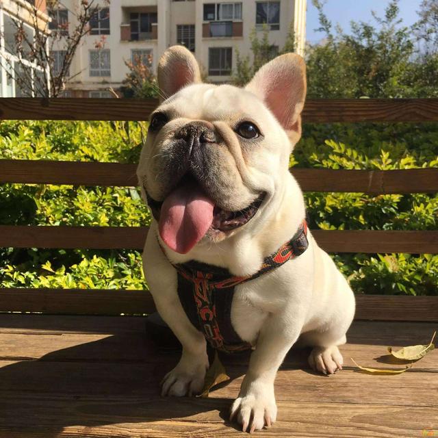 十大新手最好养的狗狗，最适合新手养的狗狗十大排行榜（最适合新手养的6种狗狗）