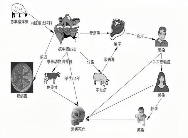 致死率达100烹煮都杀不死的朊病毒，朊病毒到底是什么病毒