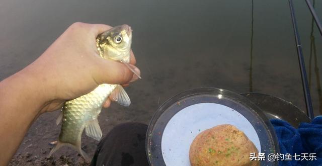 冬天野钓鲫鱼必备的四个技巧，新手冬季钓鲫鱼的最佳方法