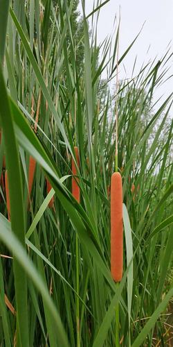 水烛花的特征，水烛是一种怎样的植物