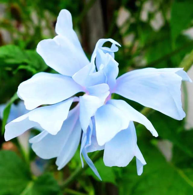 做梦也没想到牵牛花能开成这个样子，斗牛牛心脏（周公解梦：梦见这四种花草）