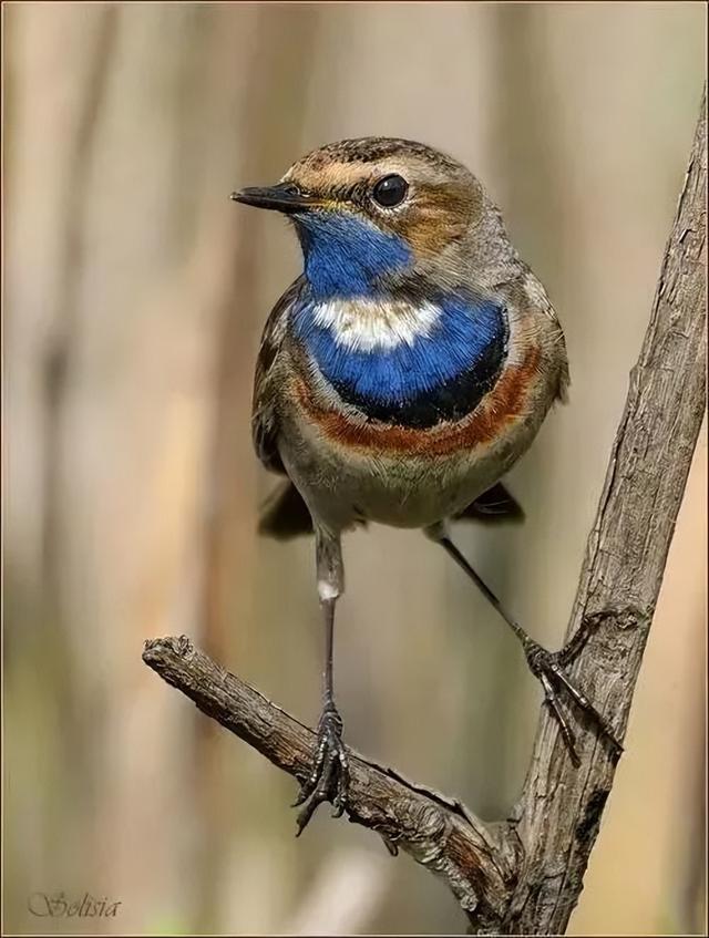 黑白搭配的鸟类有哪几些，令人惊叹的鸟类配色