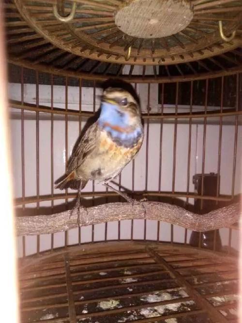 靛颏鸟雅称，歌鸟靛颏鸟