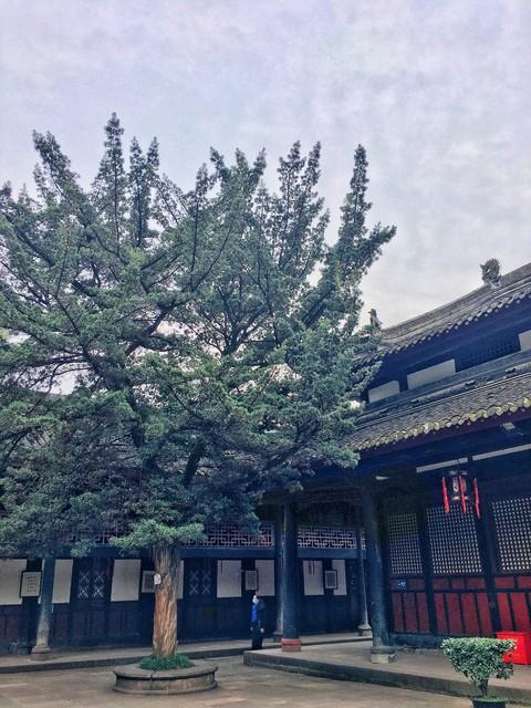 2米高罗汉松价格多少，2米高罗汉松价目表