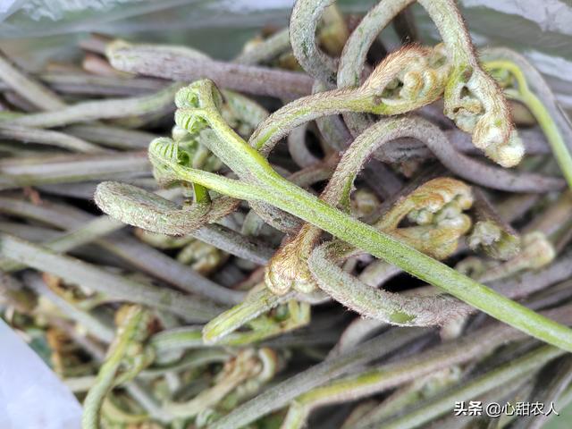 袋装蕨菜炒腊肉做法，蕨菜-晒干炒腊肉最好吃