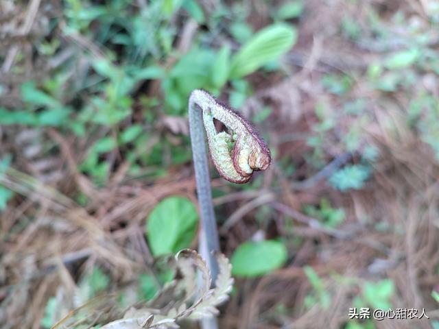 袋装蕨菜炒腊肉做法，蕨菜-晒干炒腊肉最好吃