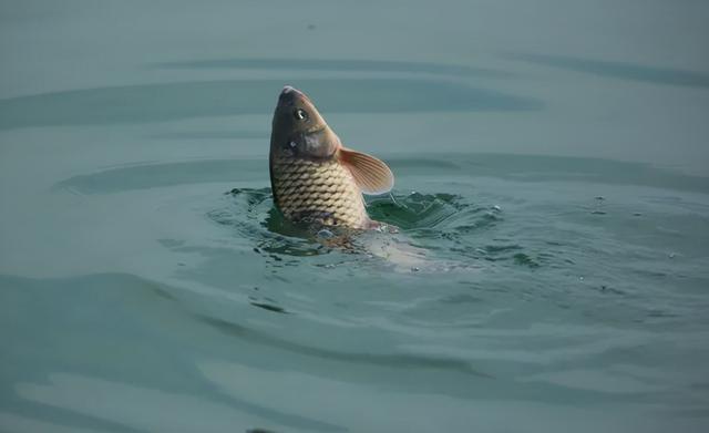 钓鲤鱼的绝招和技巧，钓鱼高手的擒鲤
