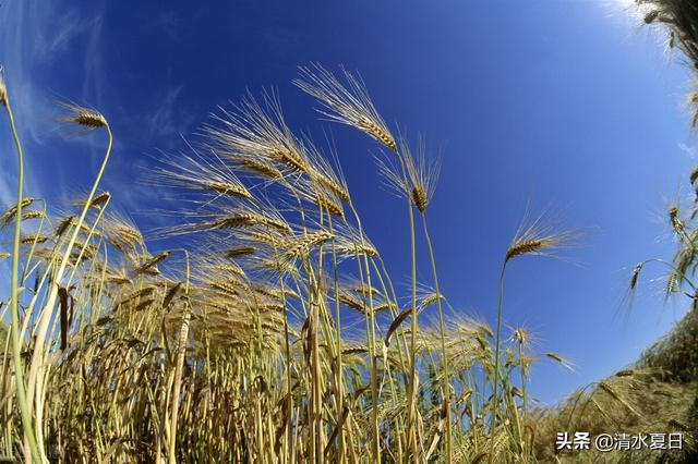 风能循环利用，一种可再生资源