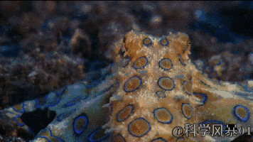 人类眼睛放大后是什么样子，人眼像素高达5.76亿