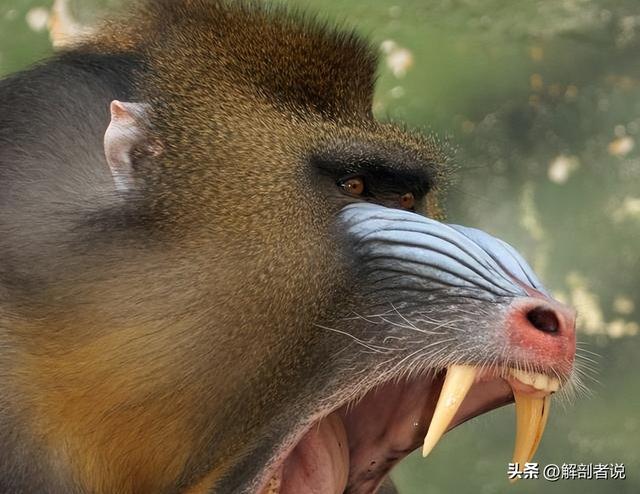 雌雄莫辨图解，白话解剖一堆白骨