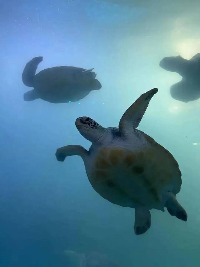 惠州旅游攻略巽寮湾蓝眼泪，广东惠州海龟湾放大招啦