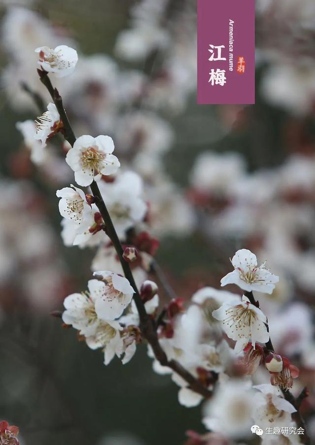 什么梅花品种好，梅花哪个品种比较好看