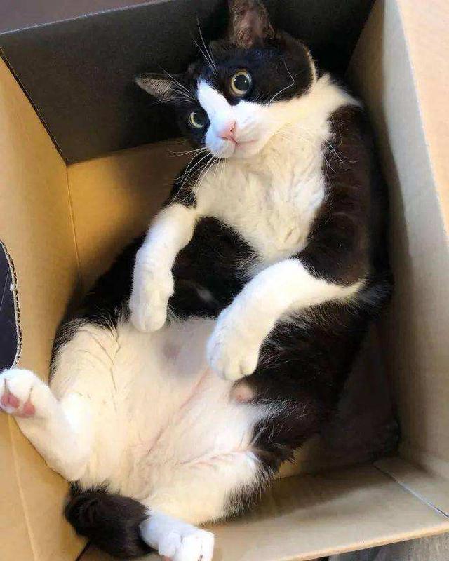 种猫，新手建议养的四种猫