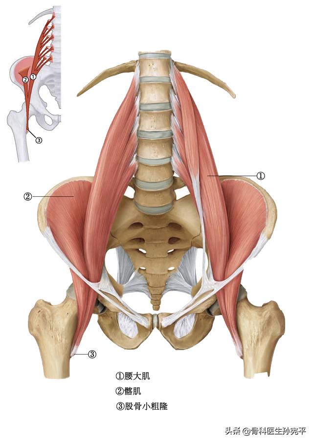 腿部肌肉解剖断面立体结构图，最全面的下肢肌肉解剖图谱