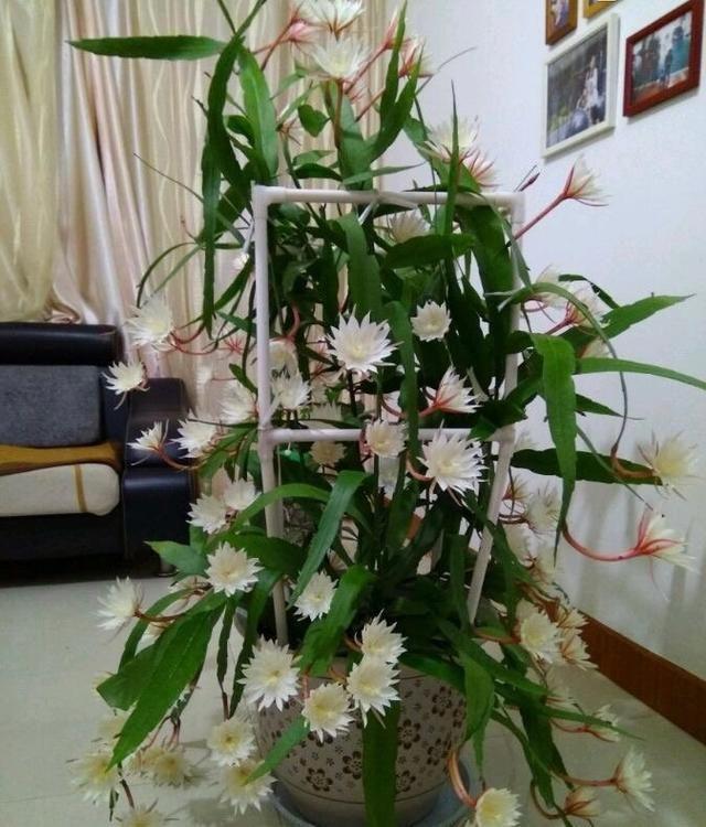 适合家里养的喜欢阳光的花，7种喜阴花