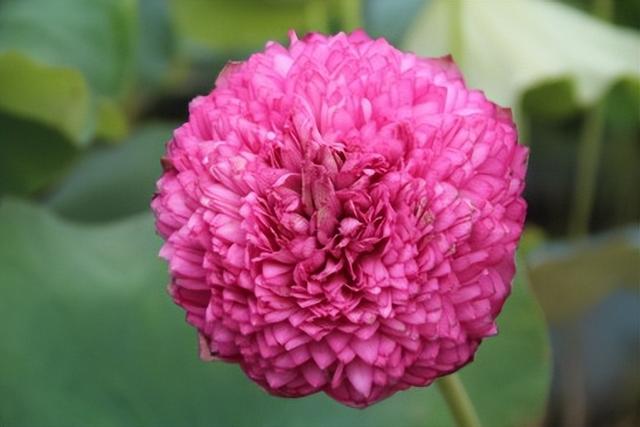 名贵荷花十大品种，最大的荷花品种排行榜